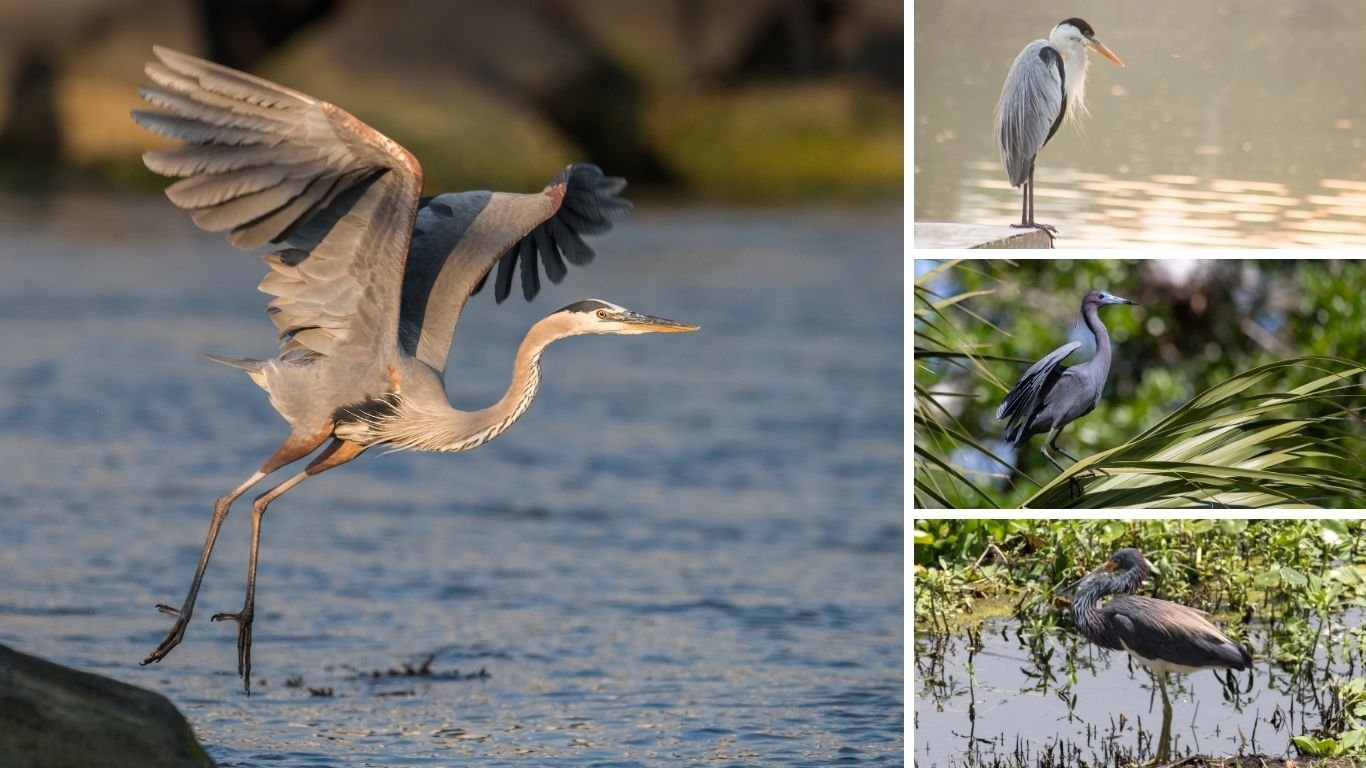 17 Common Types of Herons