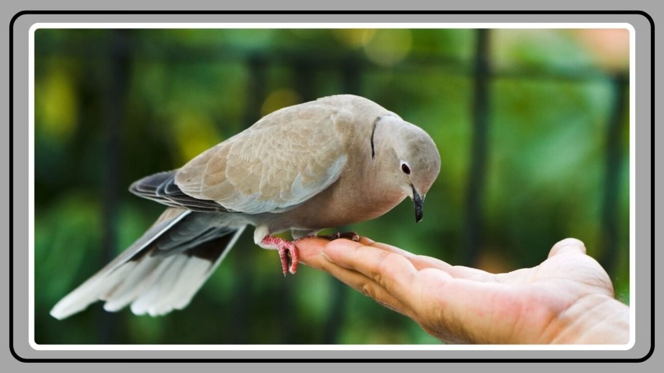 Relationship with Humans