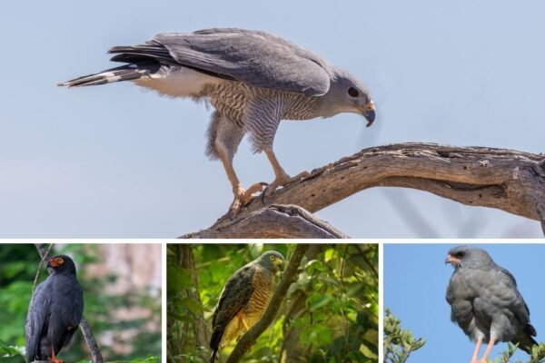 35 Types of Hawks