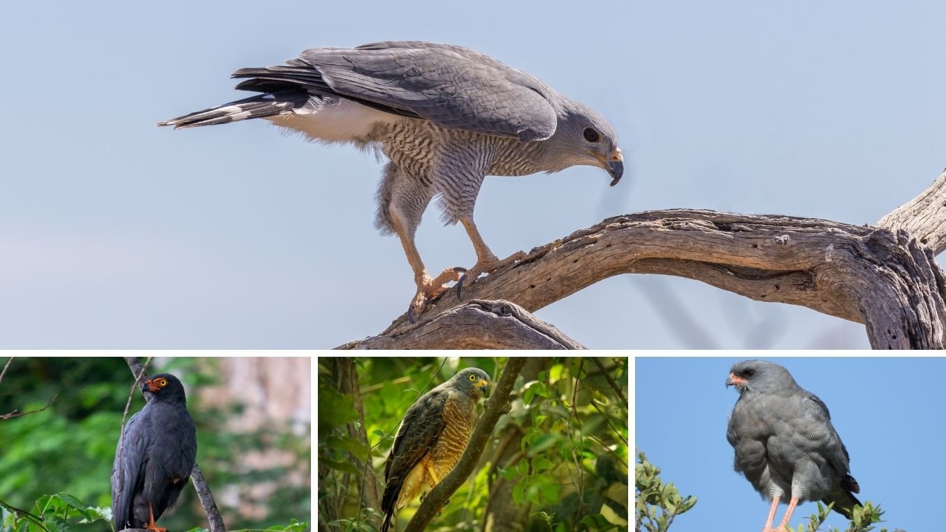 35 Types of Hawks