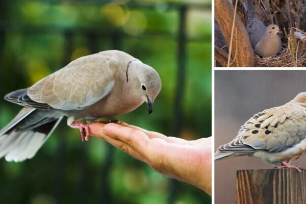 Where Do Mourning Doves Live