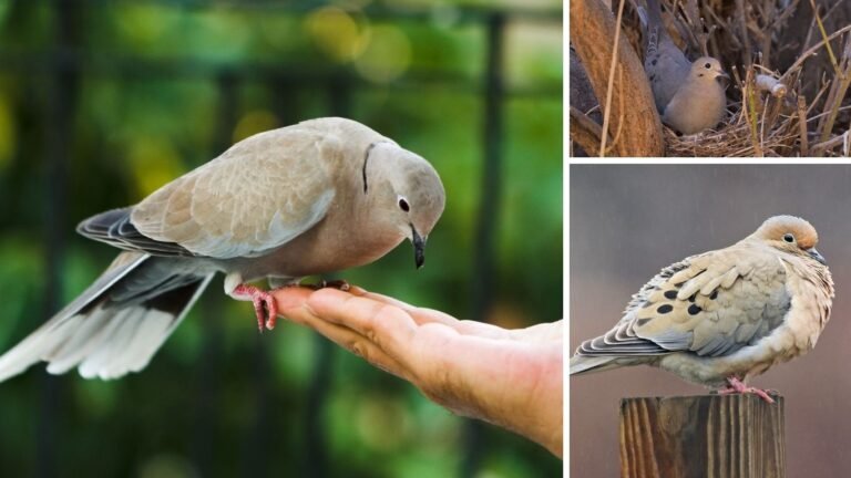 Where Do Mourning Doves Live? Natural Habitat 