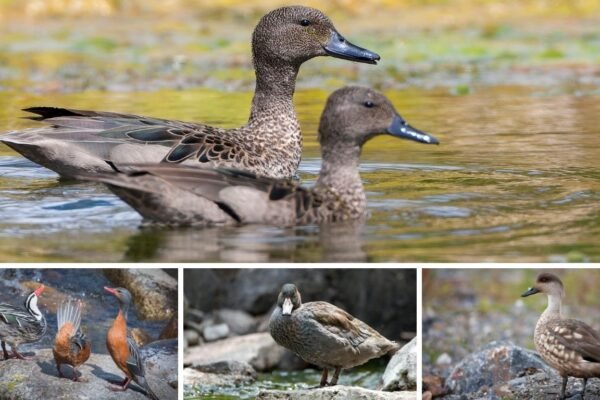 8 Amazing Mountain Ducks