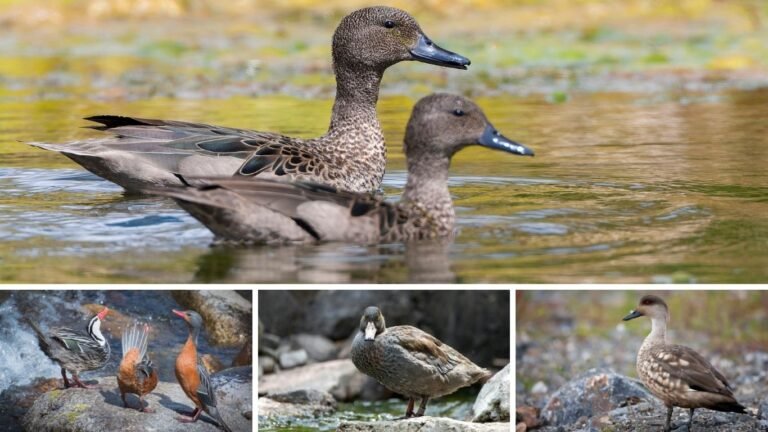 8 Amazing Mountain Ducks