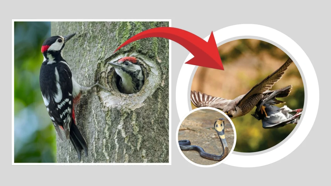 What Animals Eat Woodpeckers