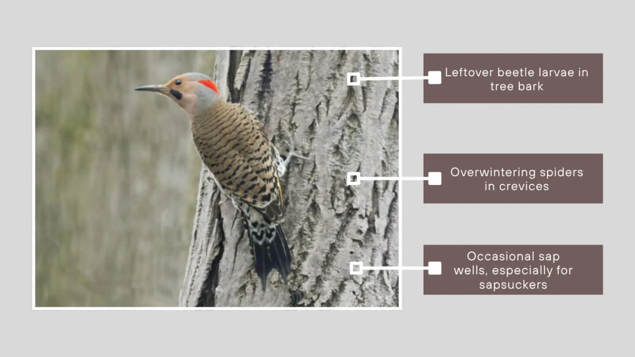 What Do Woodpeckers Eat in Winter