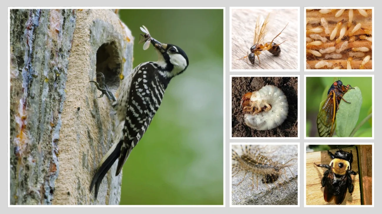 What Do Woodpeckers Eat in the Wild