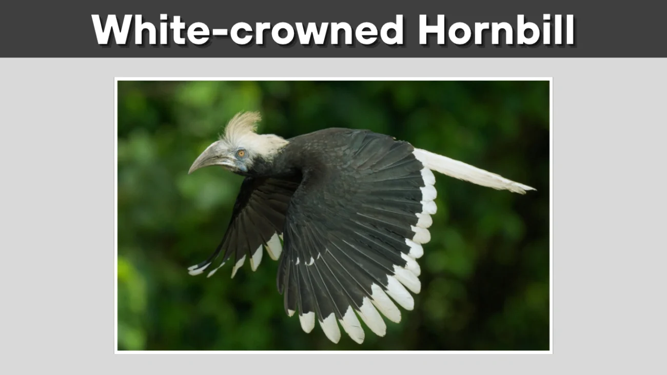 White-crowned Hornbill