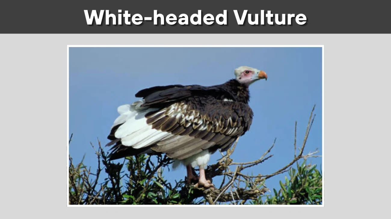 White-headed Vulture