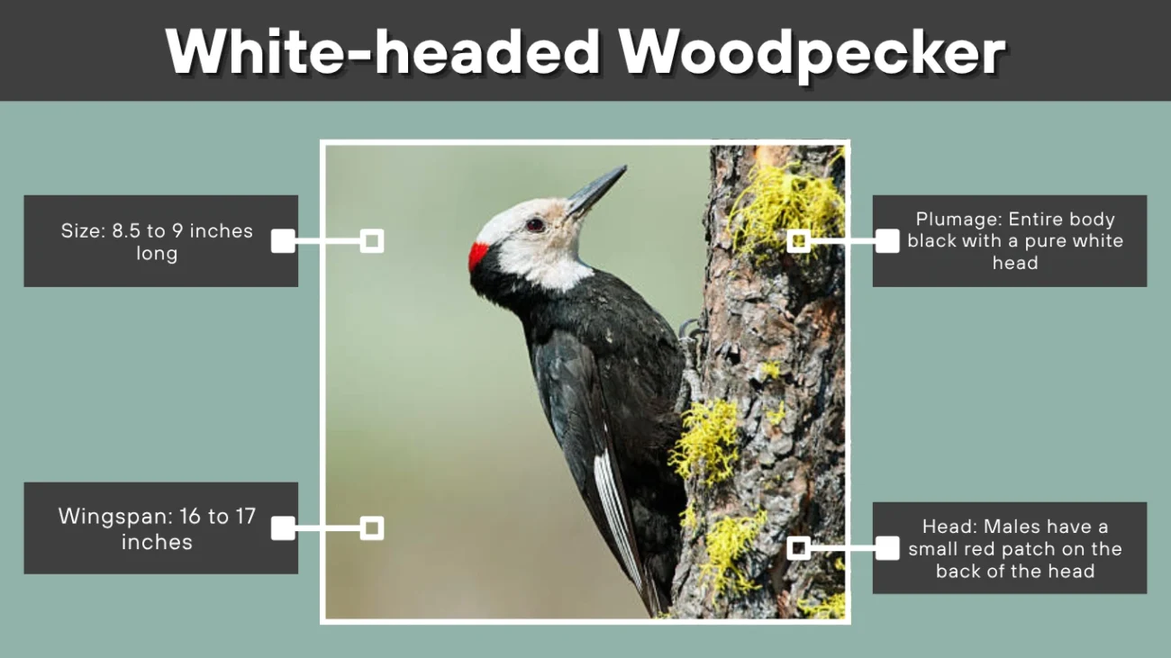 White-headed Woodpecker