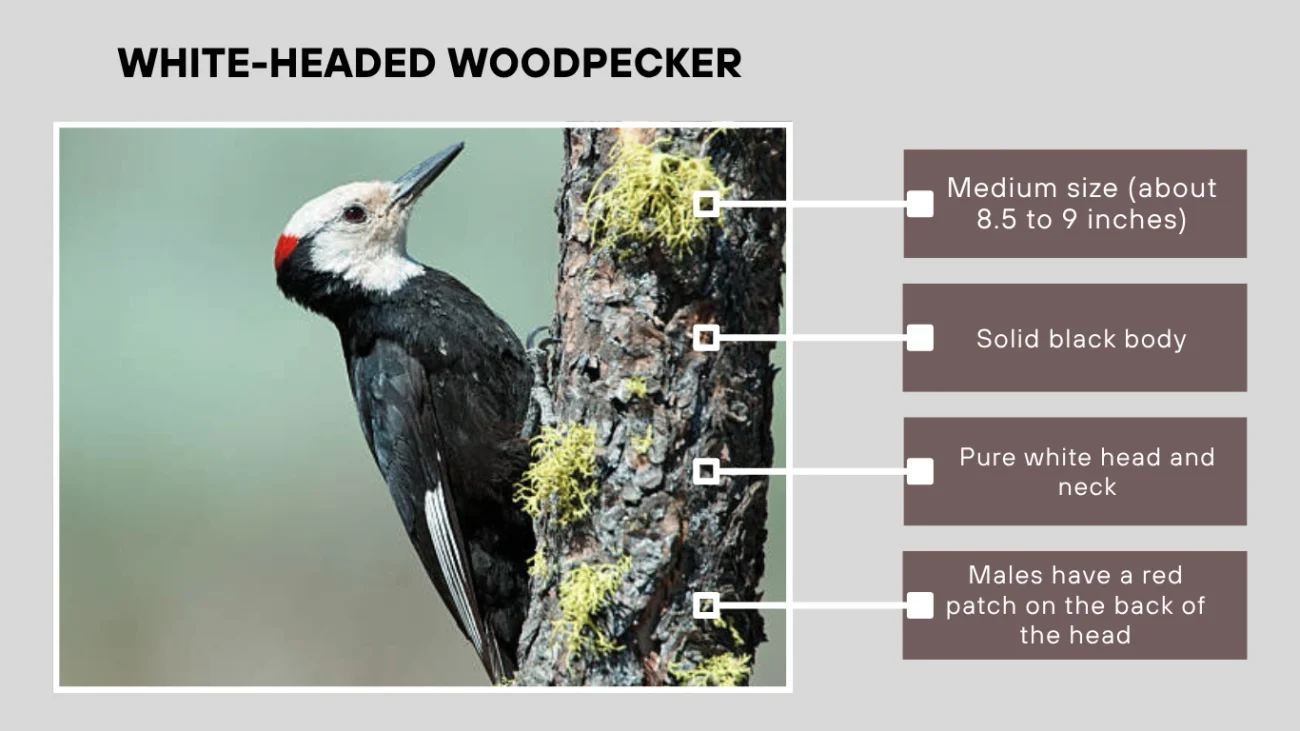 White-headed Woodpecker