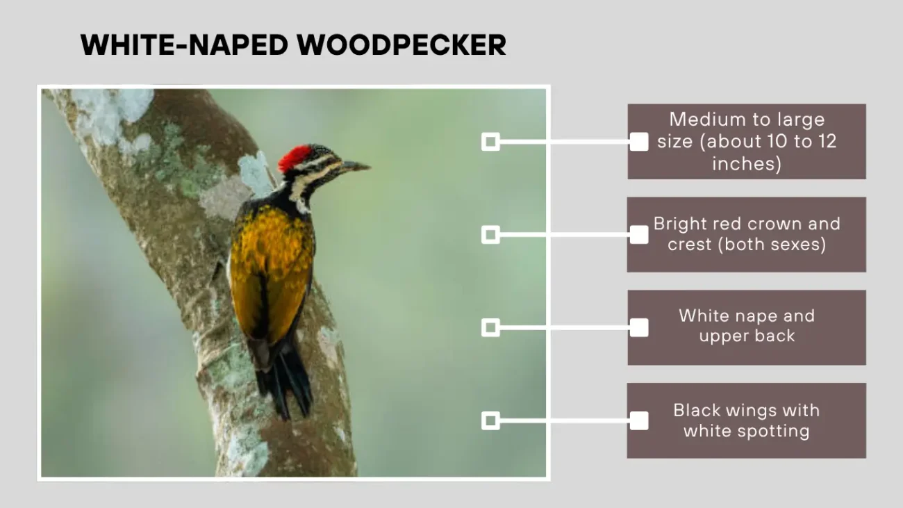 White-naped Woodpecker