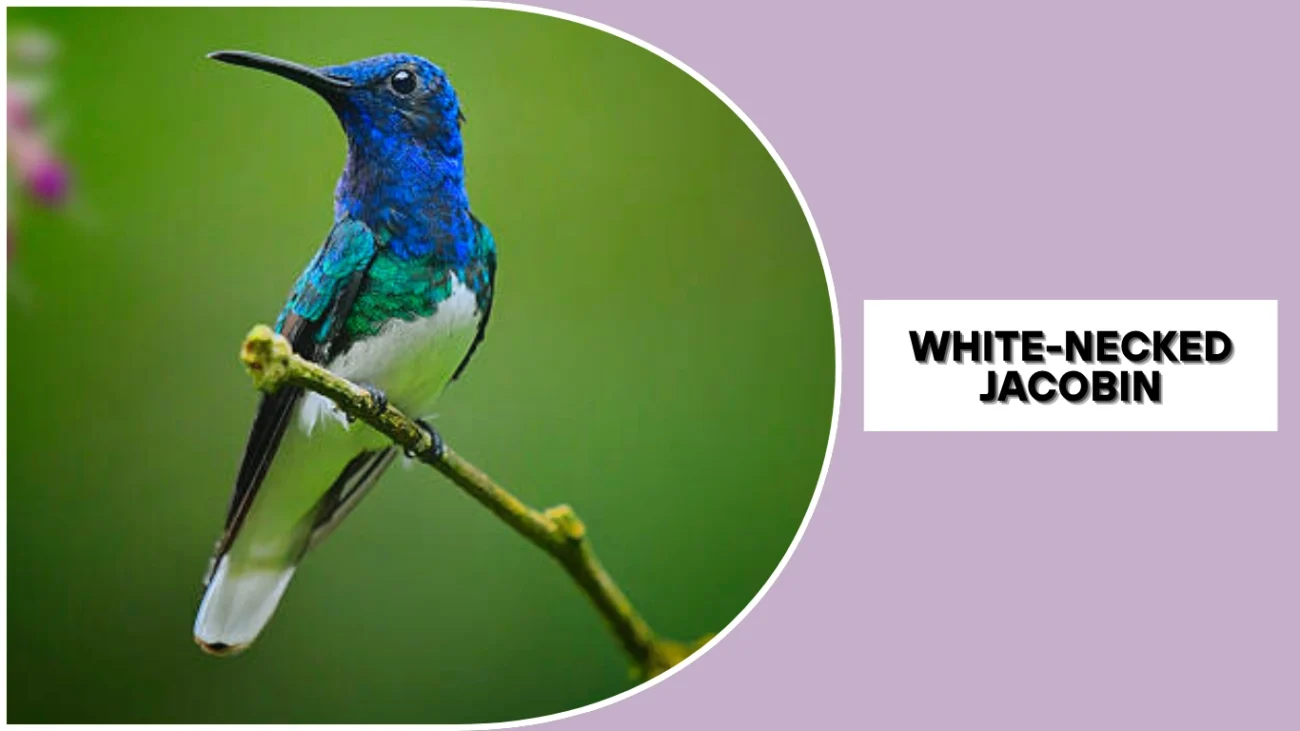 White-necked Jacobin