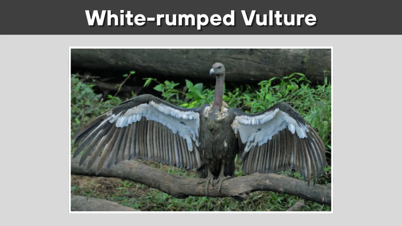 White-rumped Vulture