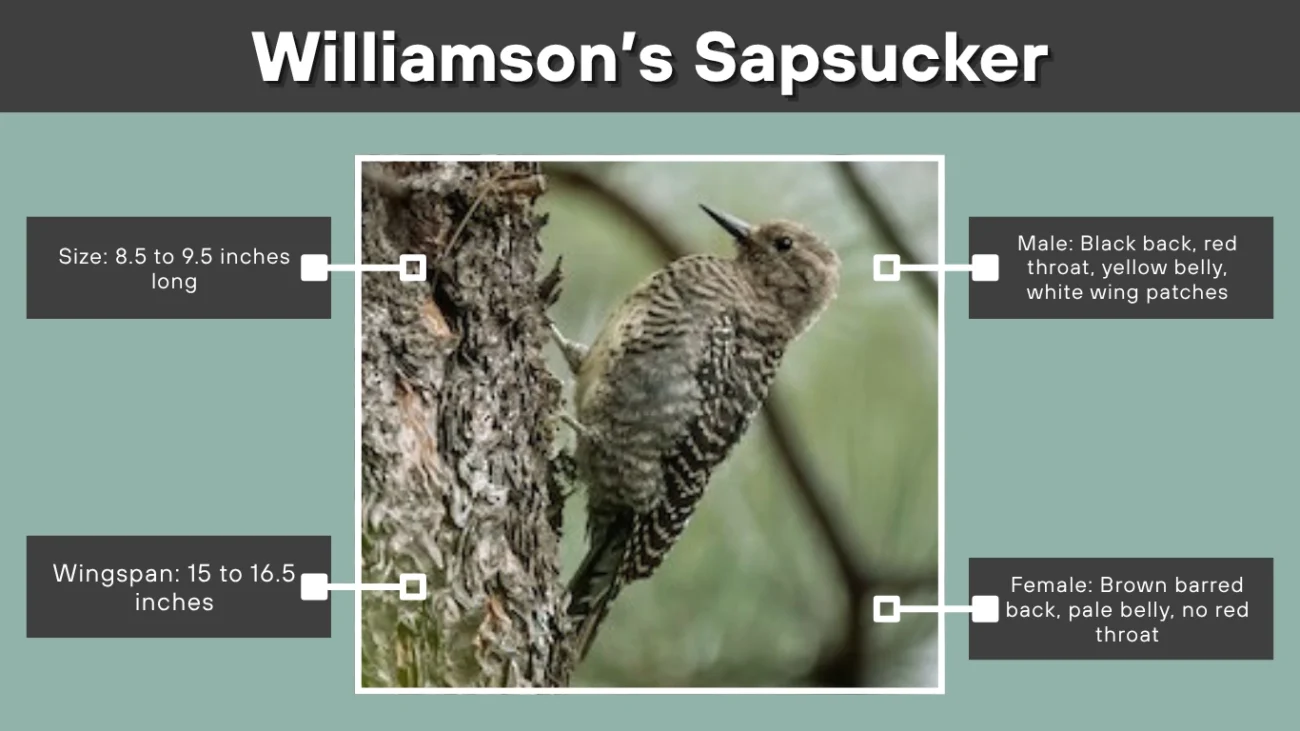 Williamson’s Sapsucker
