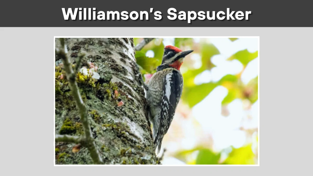 Williamson’s Sapsucker