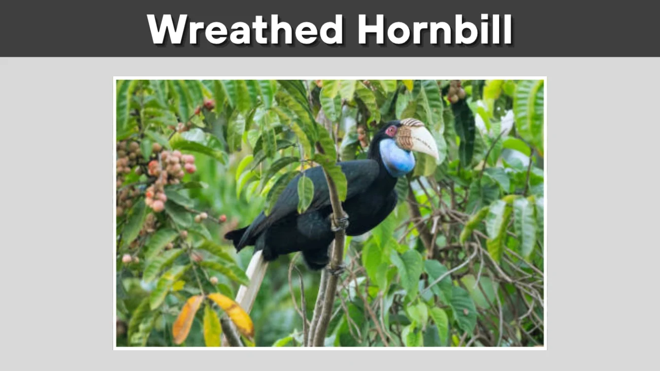 Wreathed Hornbill
