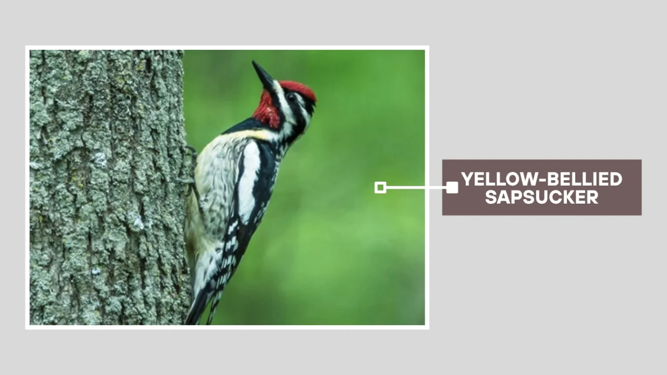 Yellow-bellied Sapsucker