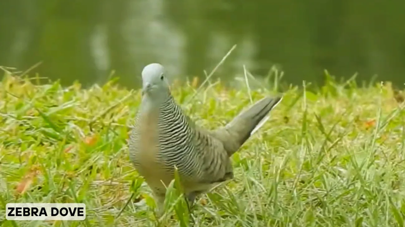 Zebra Dove