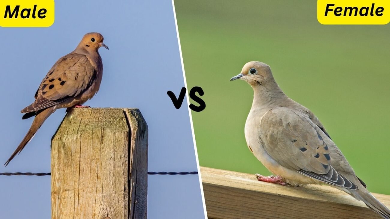 Physical Differences Between Male and Female Mourning Doves