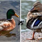 Female Mallards vs Male