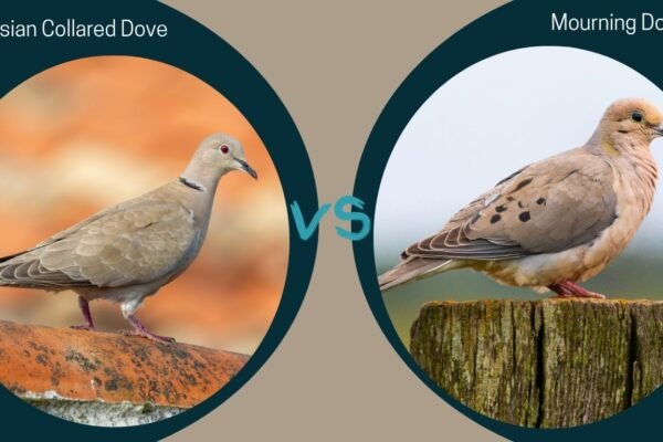 Eurasian Collared Dove vs Mourning Dove