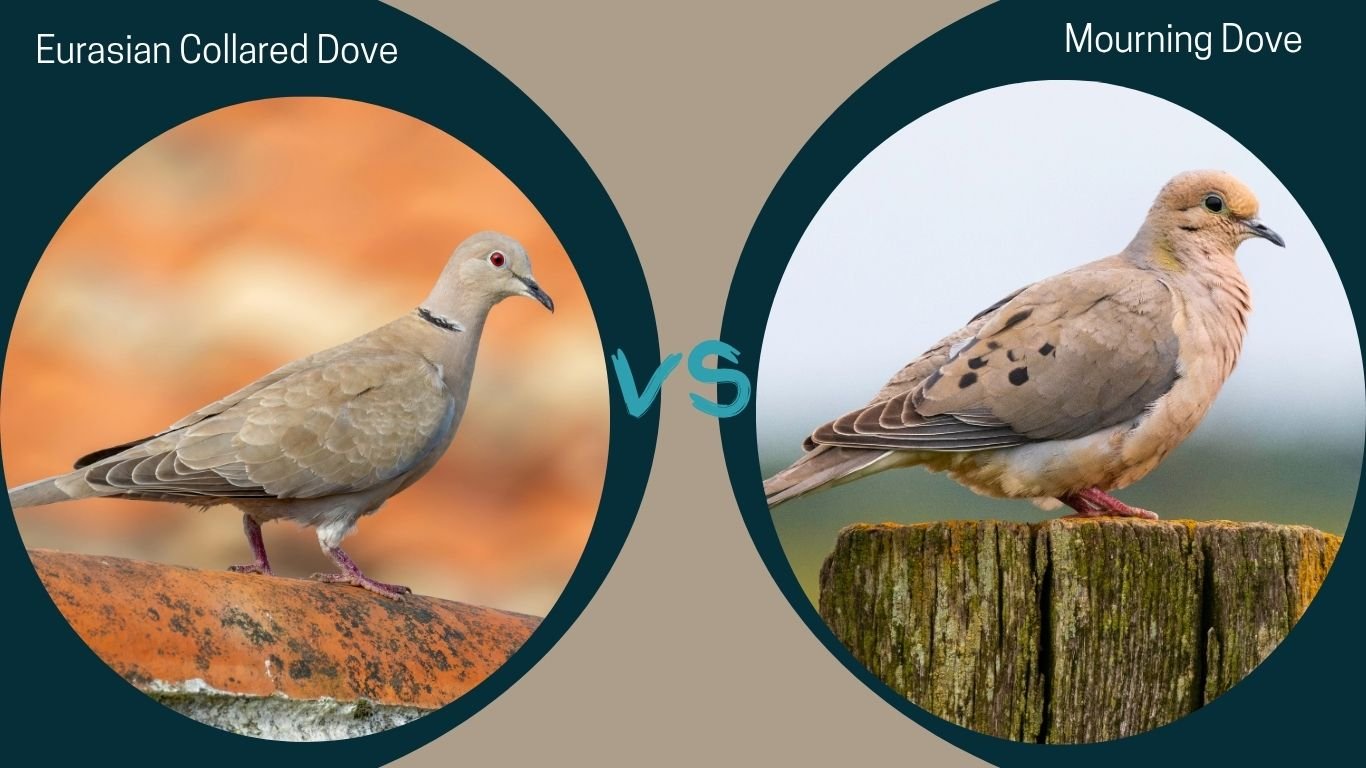 Eurasian Collared Dove vs Mourning Dove