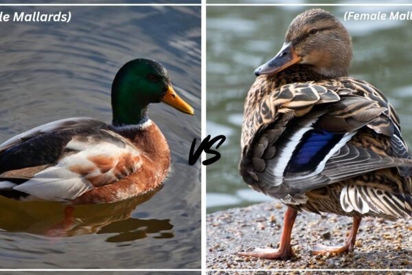 Female Mallards vs Male