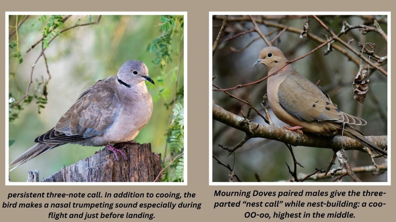 Sound and Vocalization