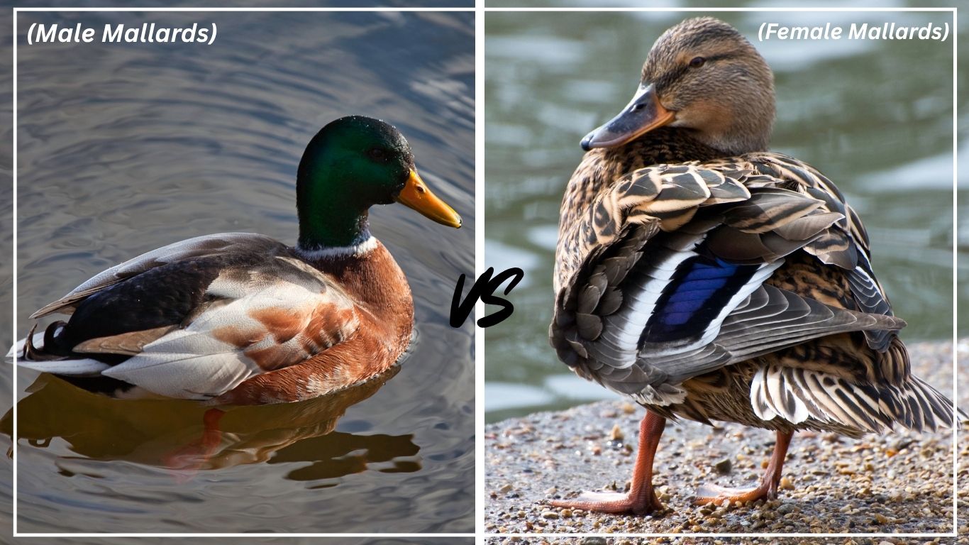 Female Mallards vs Male