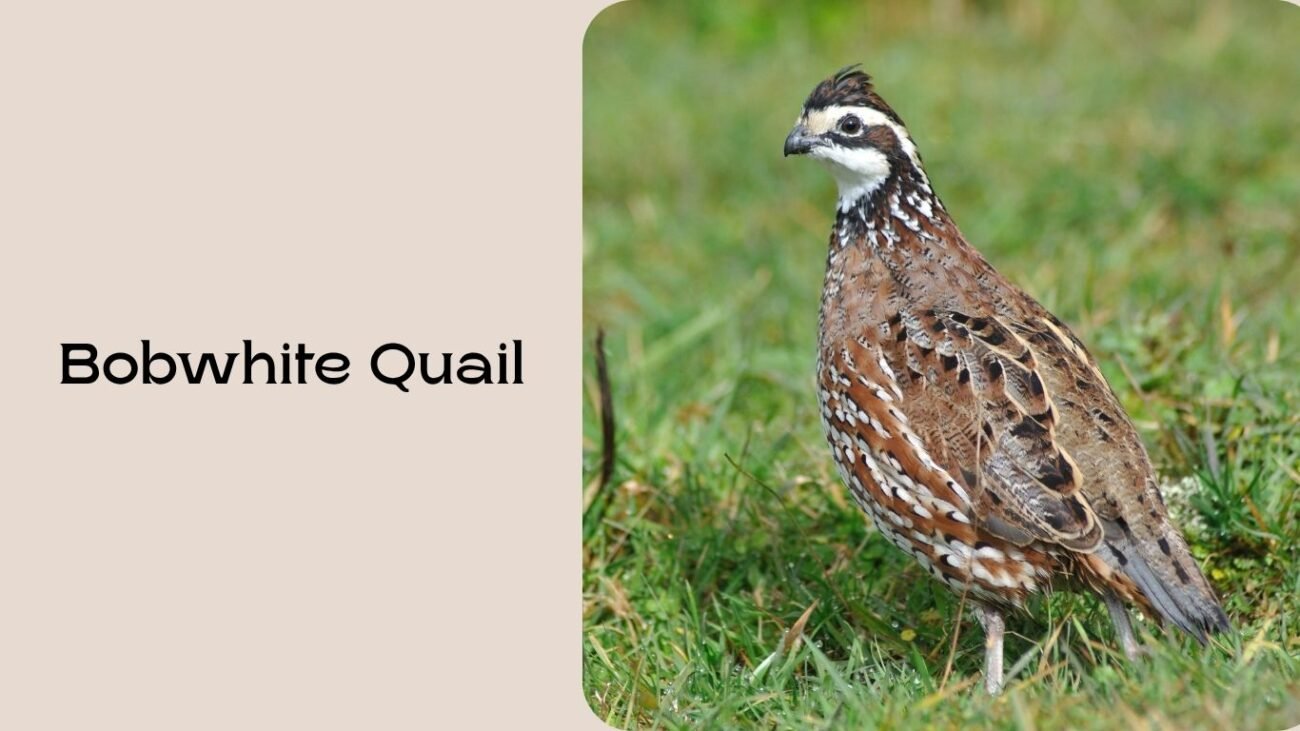 Bobwhite Quail