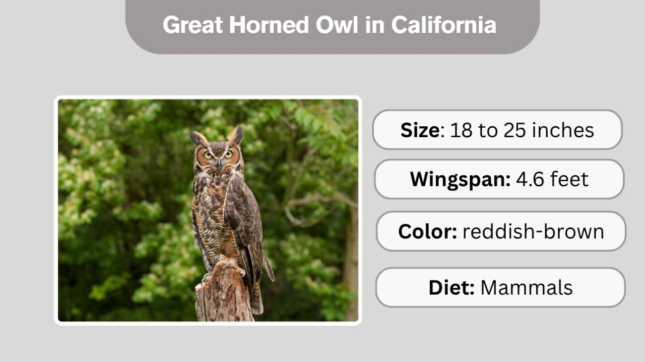 Great Horned Owl in California