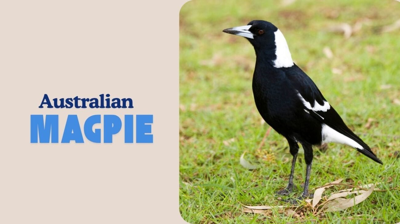 Australian Magpie
