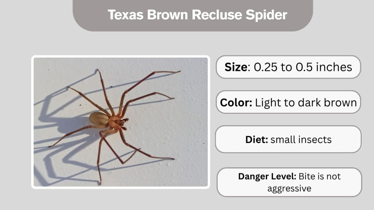 Texas Brown Recluse Spider