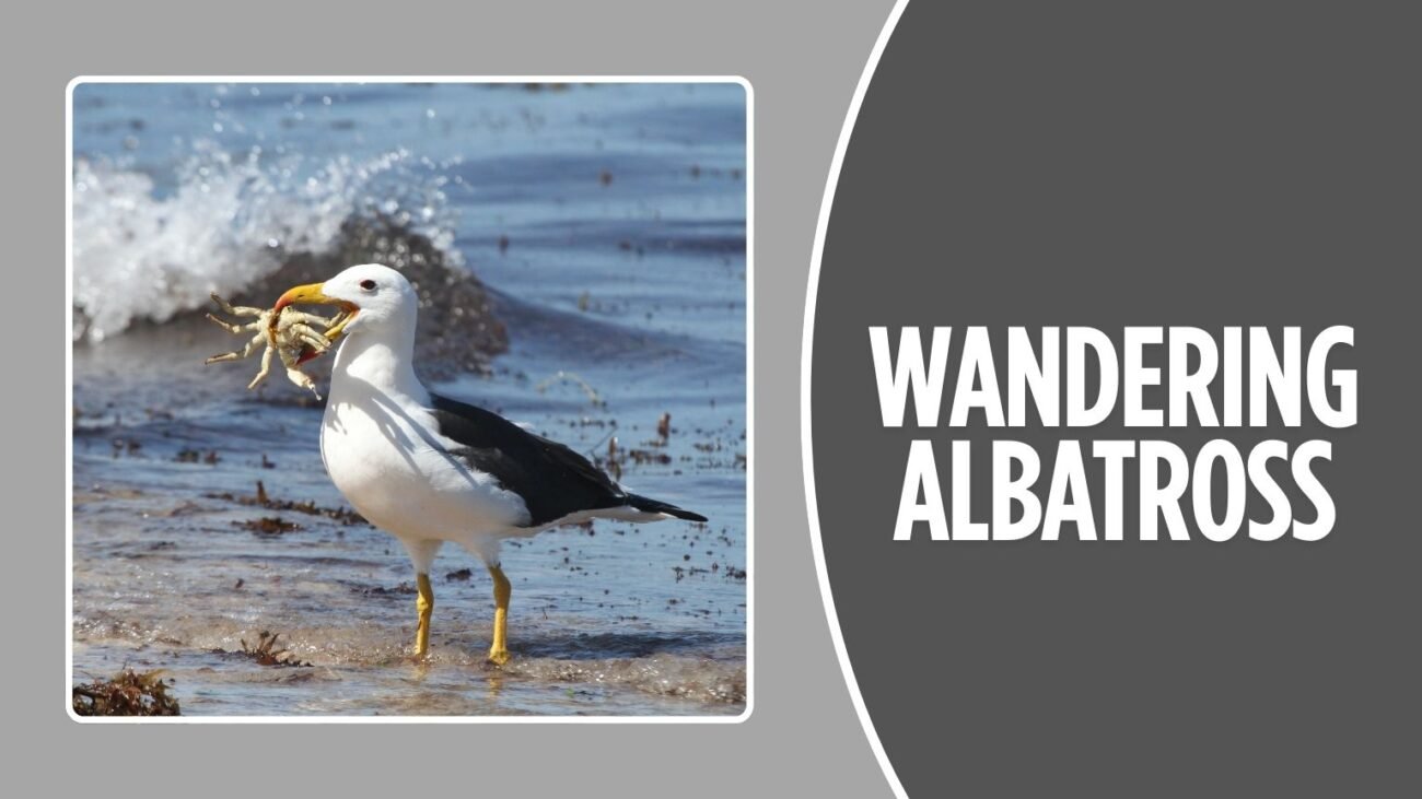 Wandering Albatross
