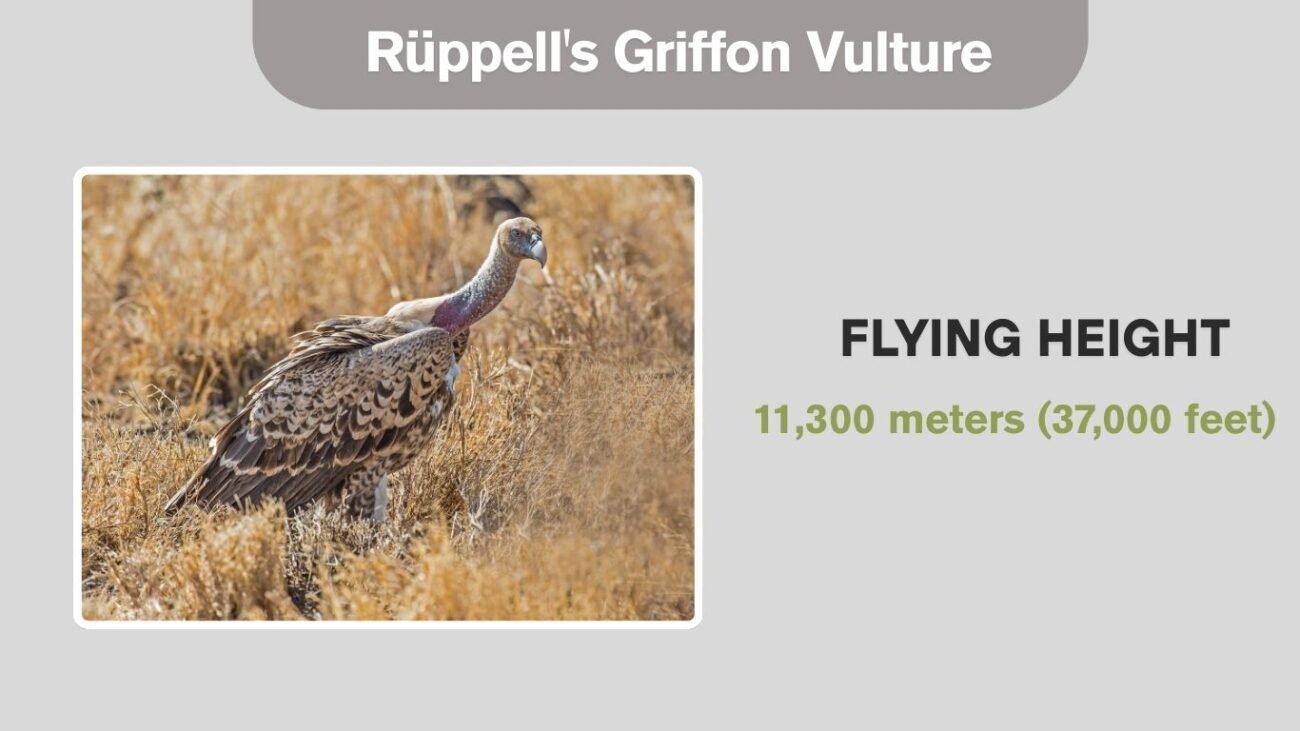 Rüppell's Griffon Vulture