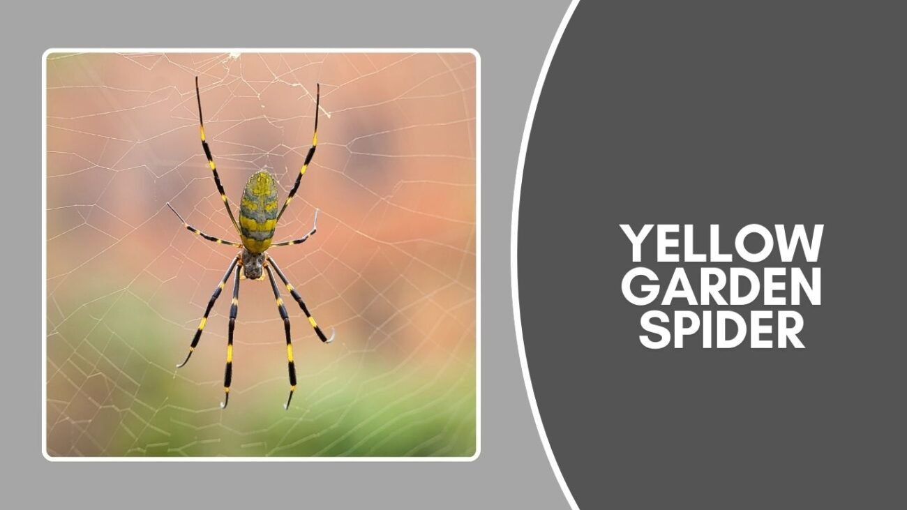 What is a Yellow Garden Spider?