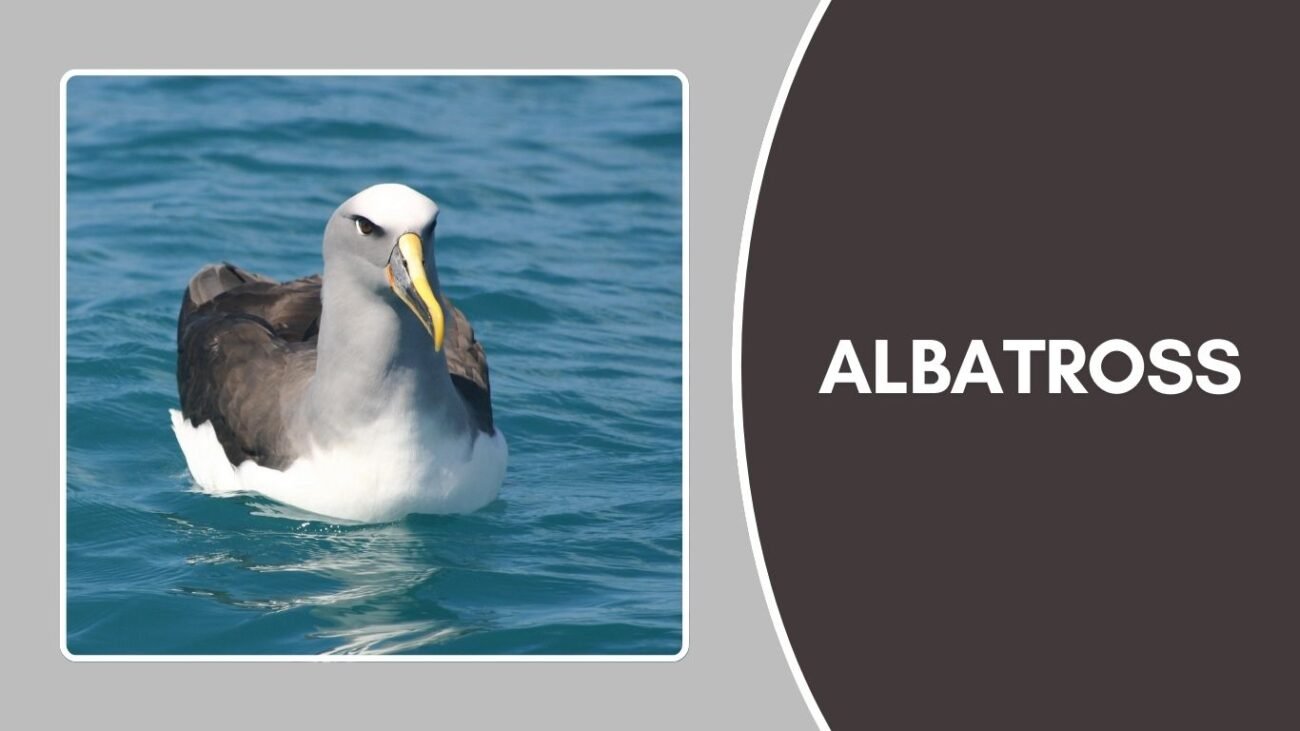 Albatross