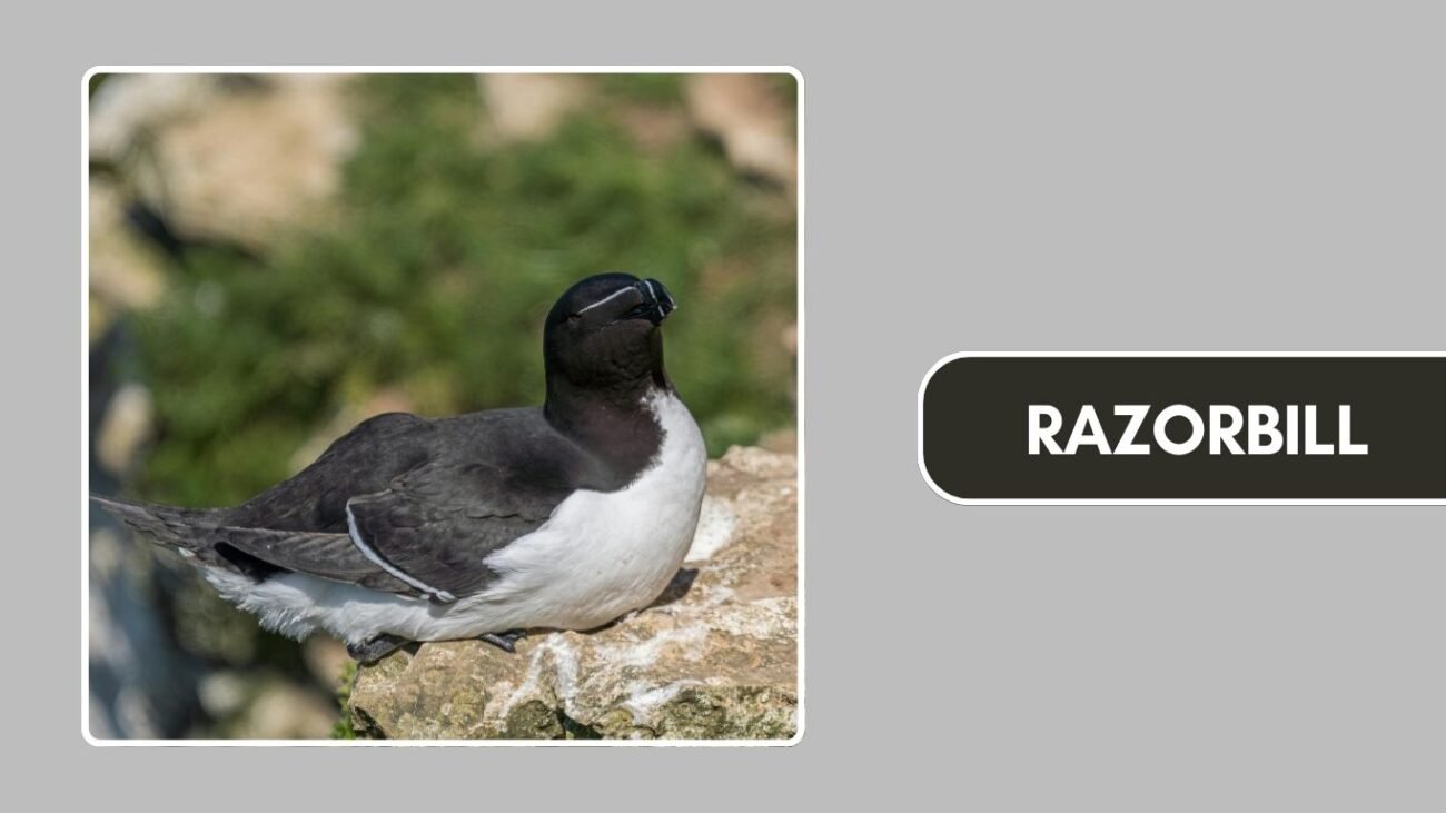 Razorbill