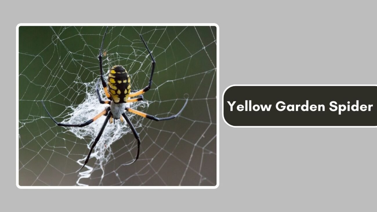 Yellow Garden Spider