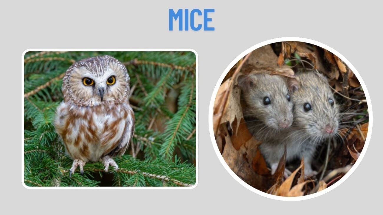 Mice