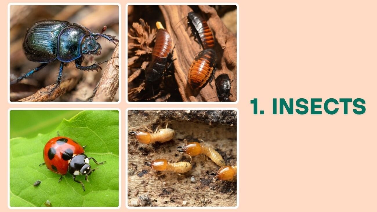 Insects