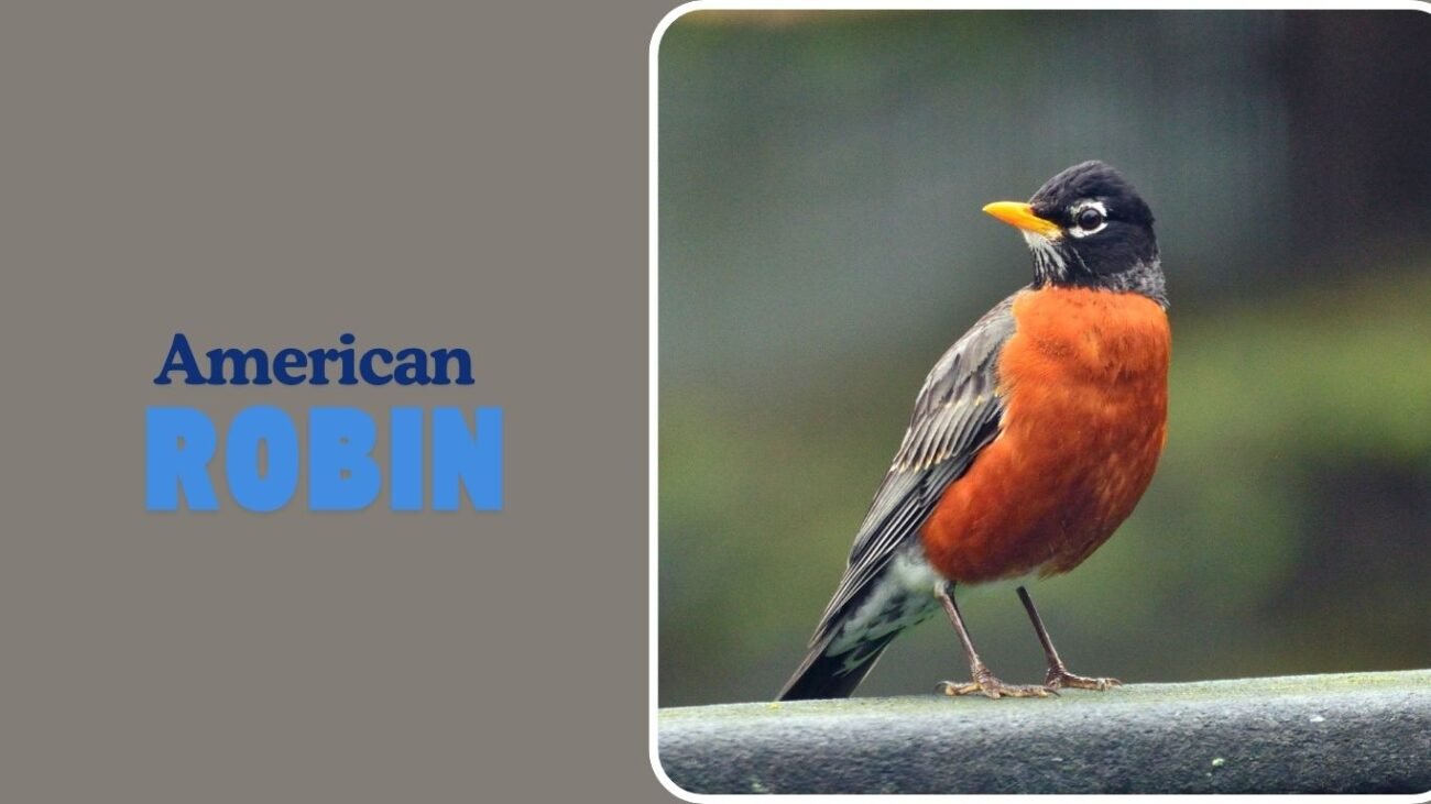 American Robin