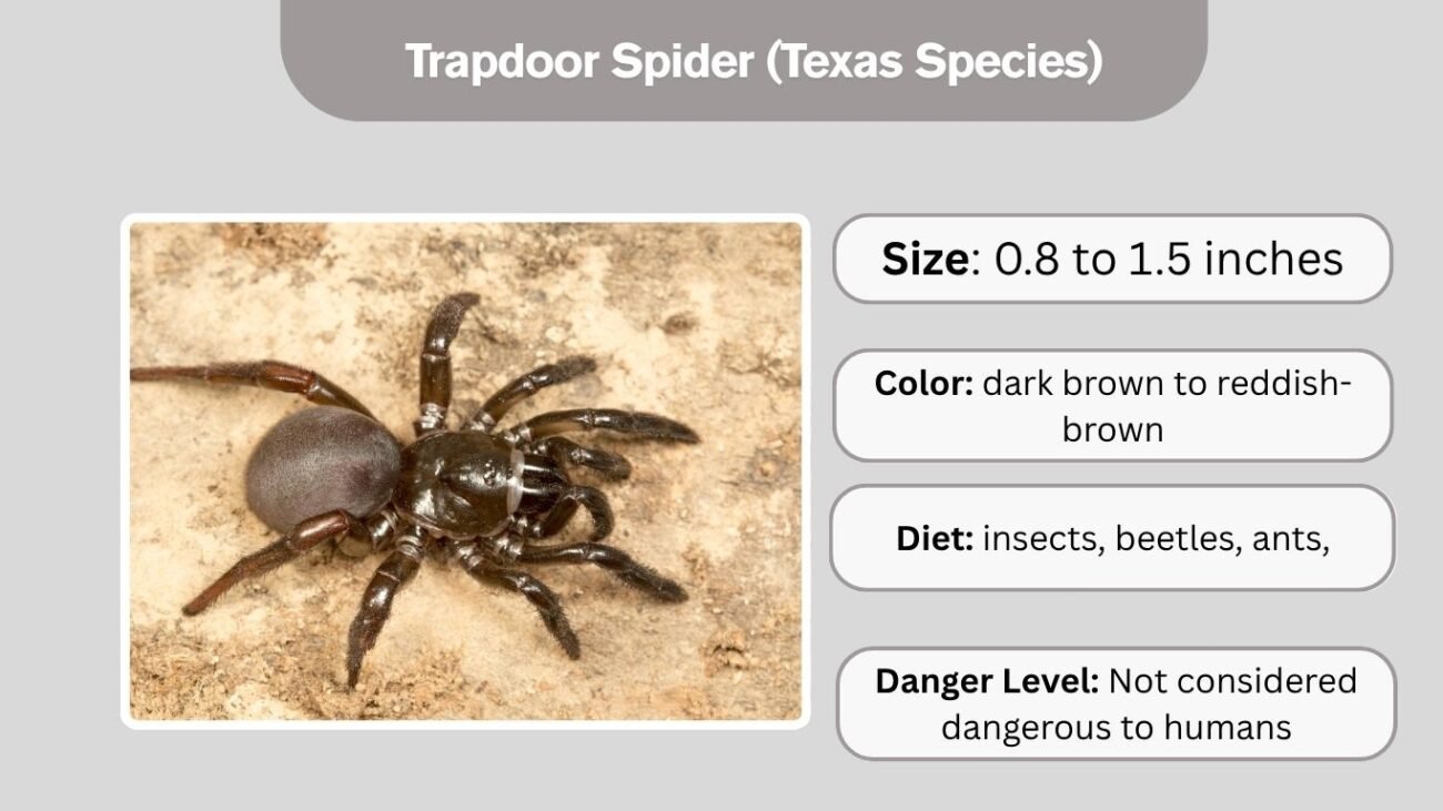 Trapdoor Spider