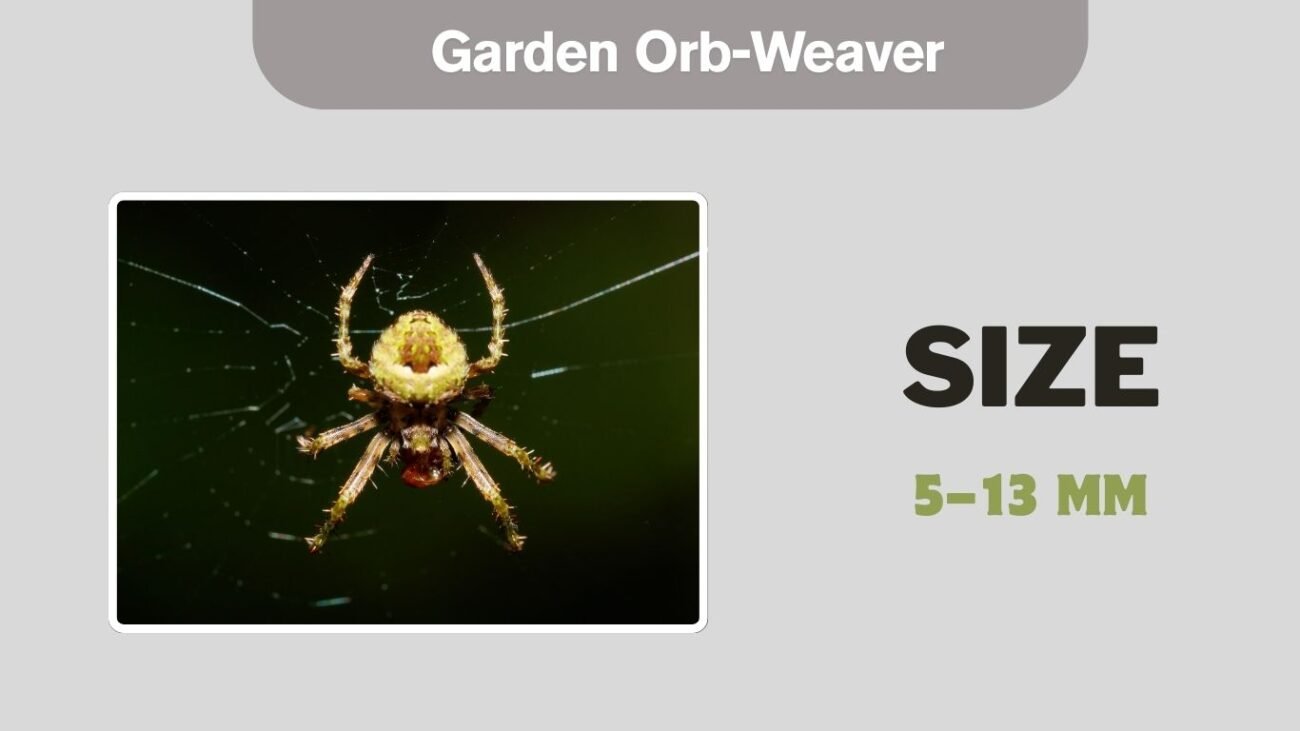 Garden Orb-Weaver