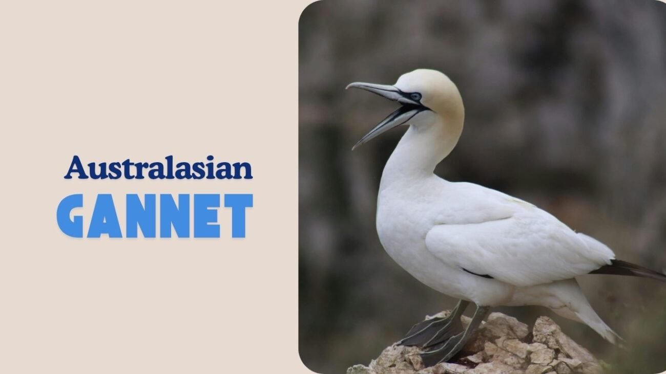 Australasian Gannet