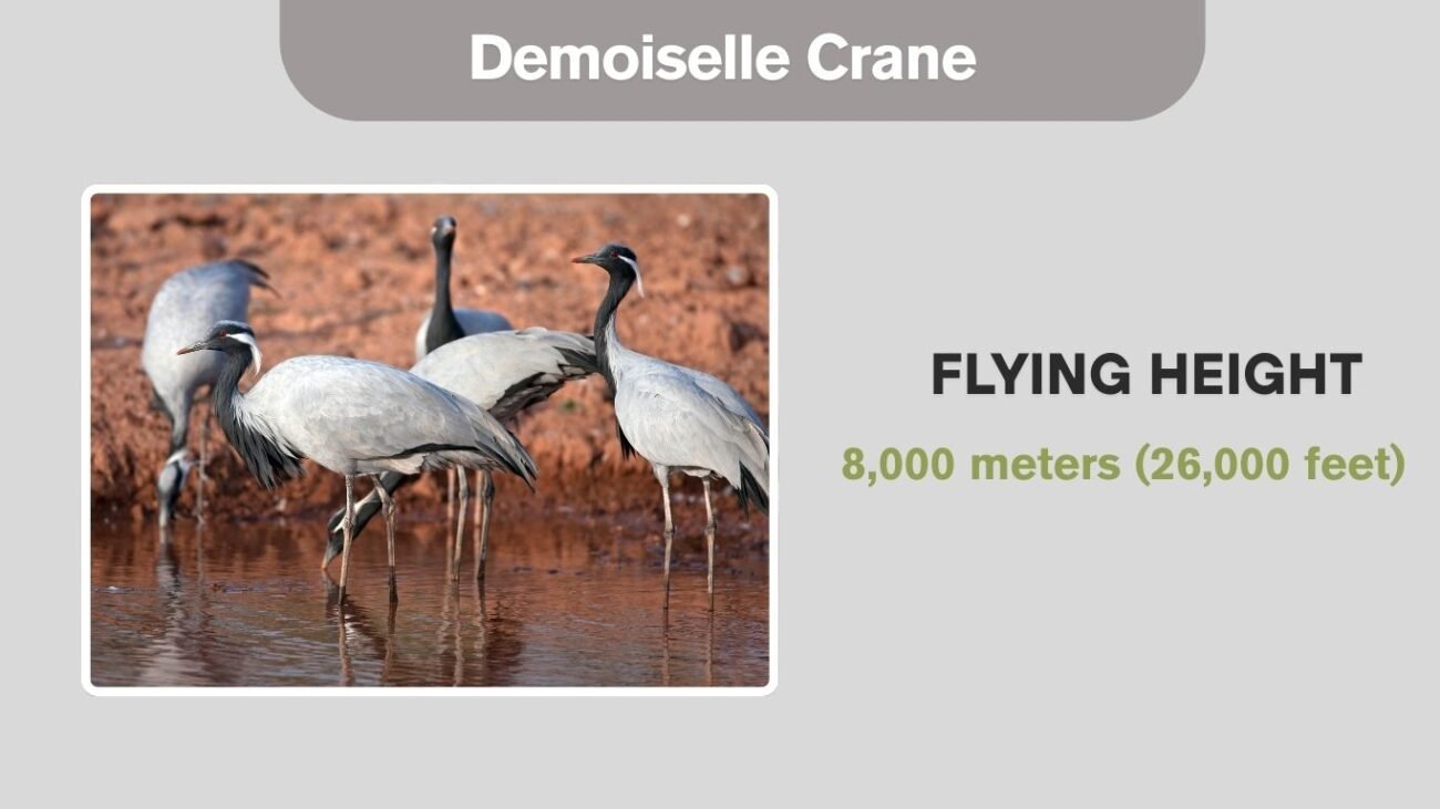 Demoiselle Crane