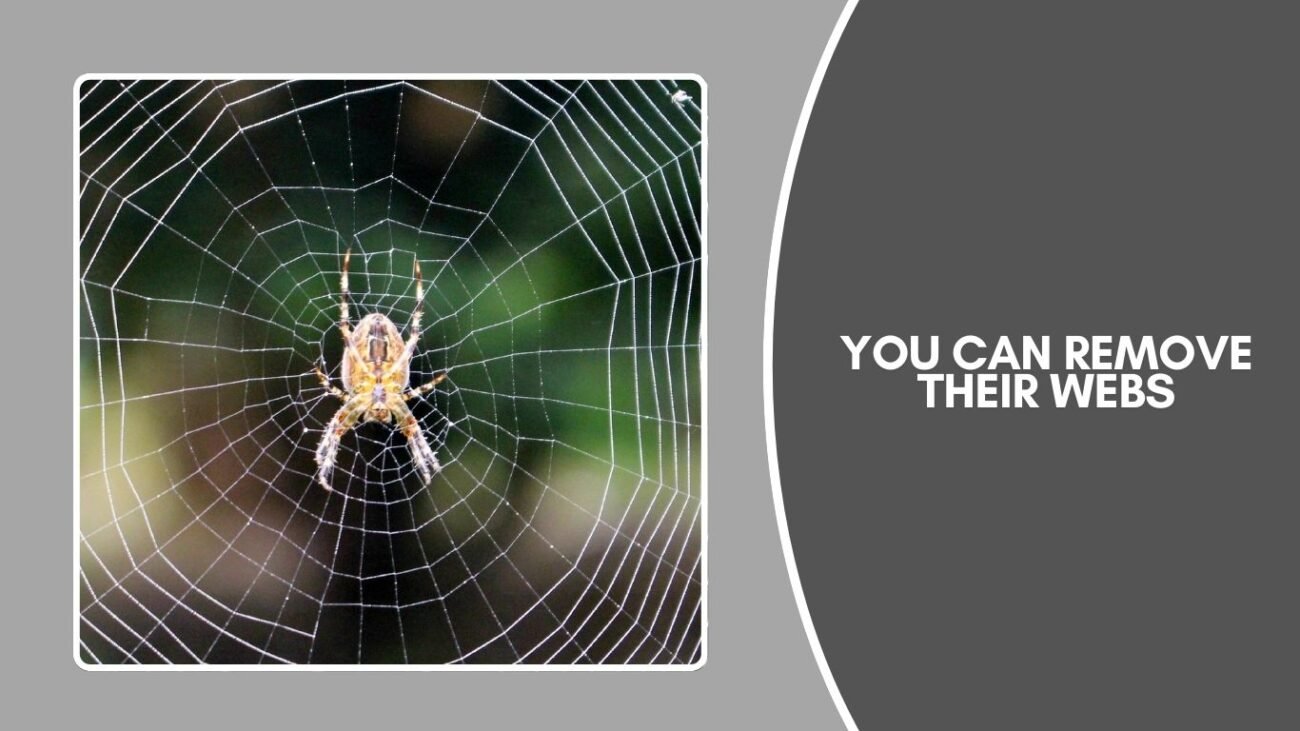How to kill a Yellow Garden Spider?