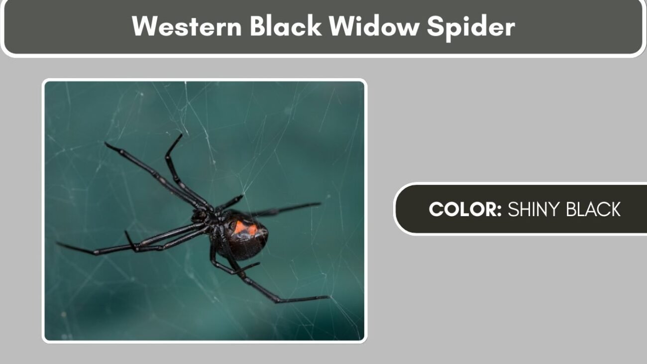 Western Black Widow Spider Black Spiders with White Spots, Stripes, or Markings