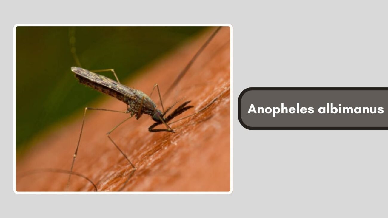 Anopheles albimanus